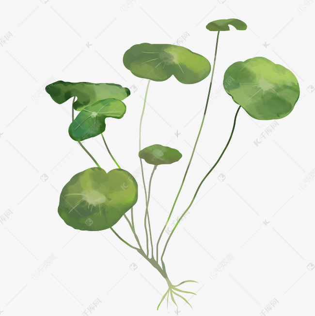 积雪草植物