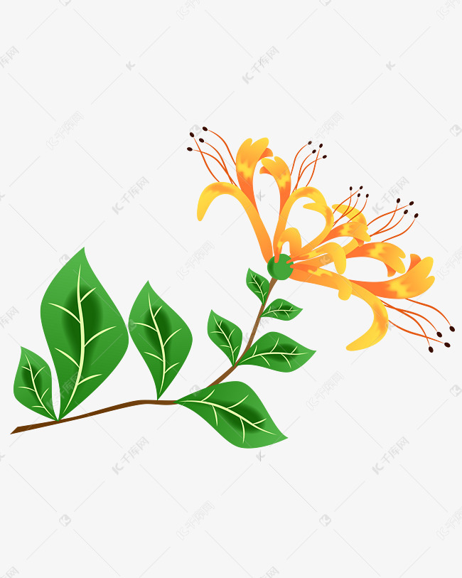 黄色的金银花