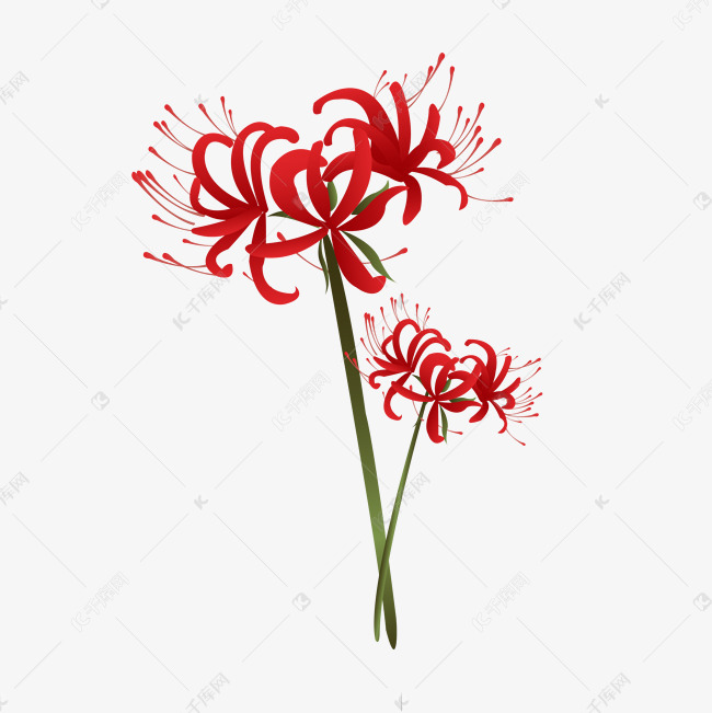 红色的彼岸花素材图片免费下载 高清装饰图案psd 千库网 图片编号