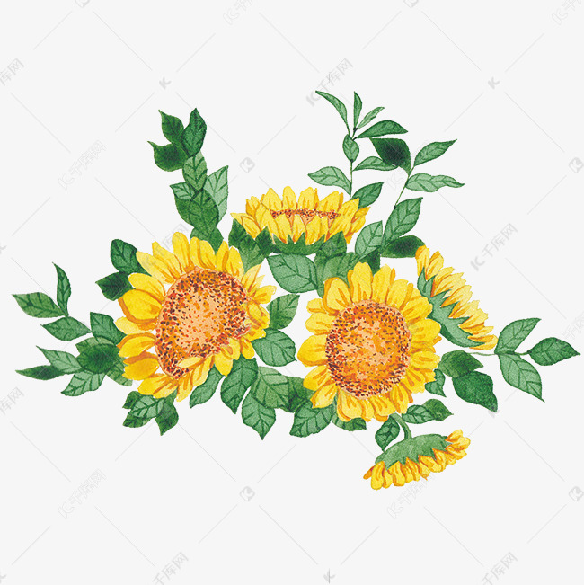 水彩向日葵花朵夏天素材图片免费下载 高清装饰图案psd 千库网 图片编号