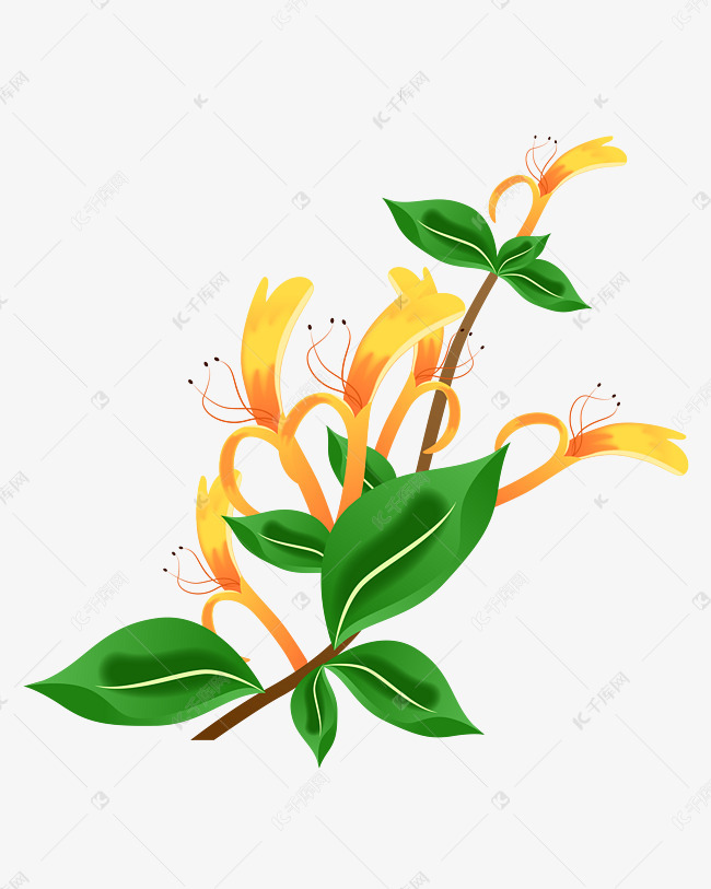 黄色的金银花
