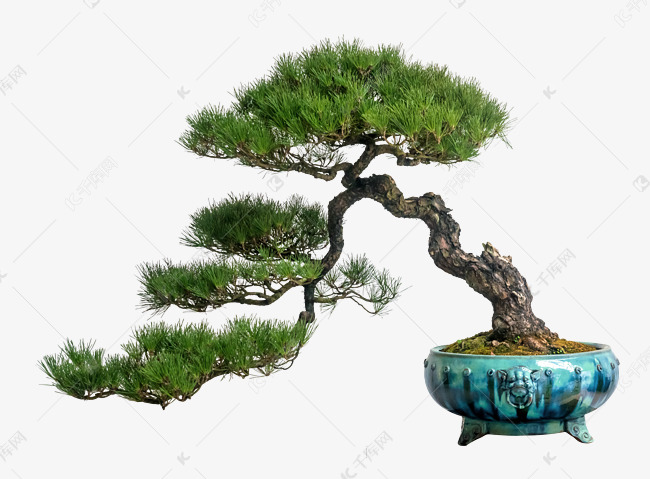 绿色盆栽黑松素材图片免费下载-千库网