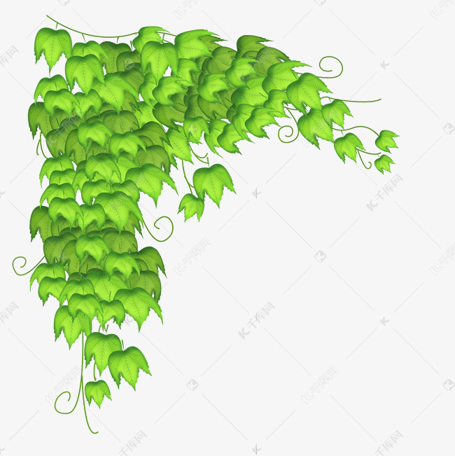 绿色植物爬山虎