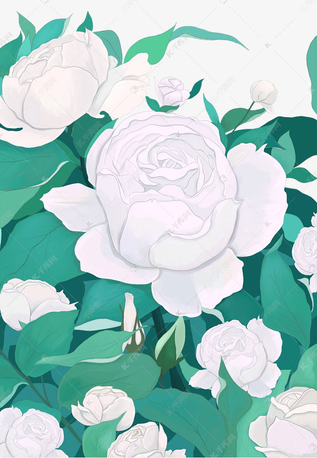 白色玫瑰花