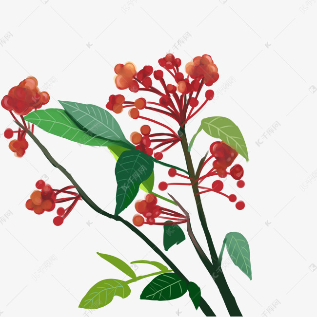 真实花椒树免扣