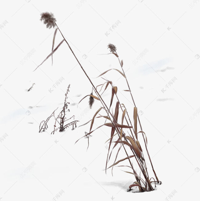 冬天枯草