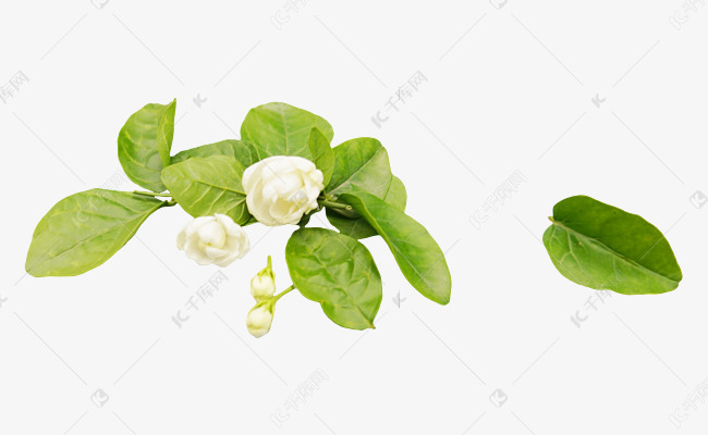 茉莉花茉莉叶