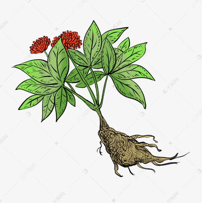 成熟的党参中药素材