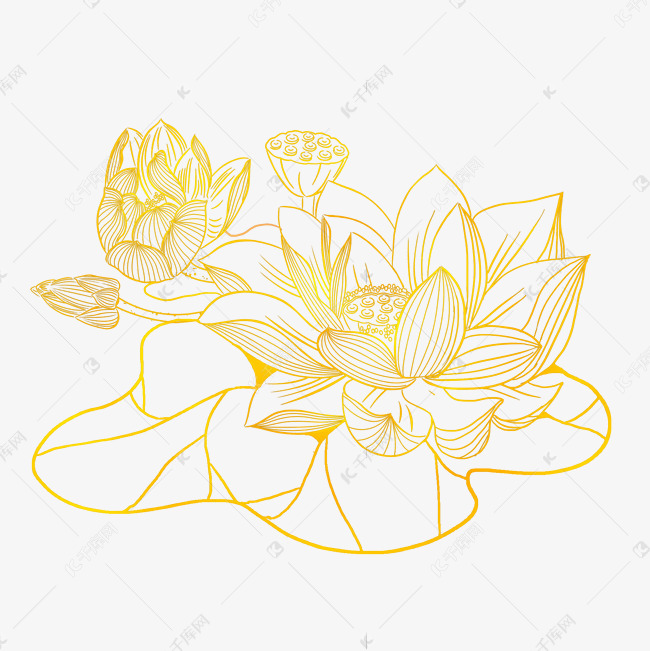 金色花荷花线条素材