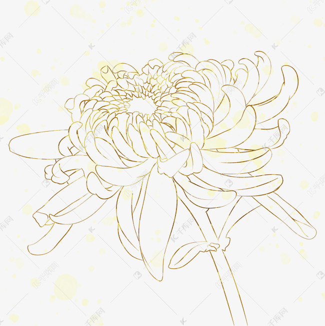 黄金菊线稿图片