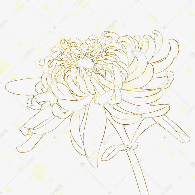 金色菊花线稿png
