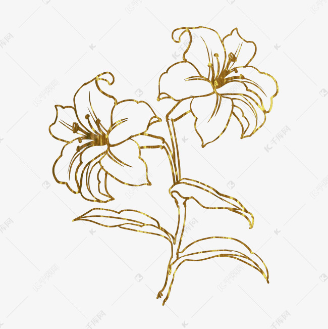金色花百合