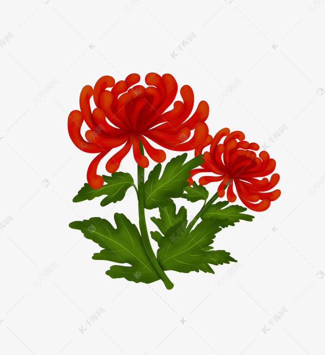 红花红色菊花手绘插画