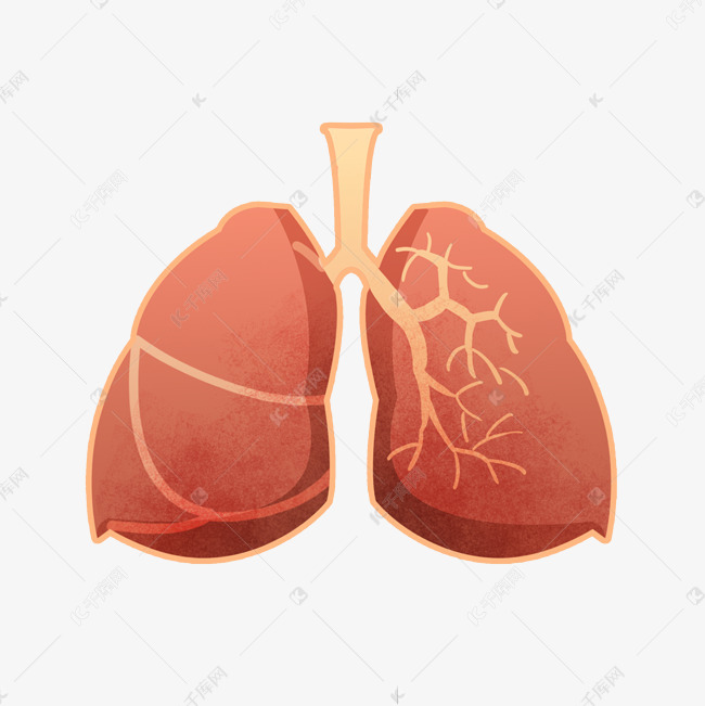 手绘人体器官肺