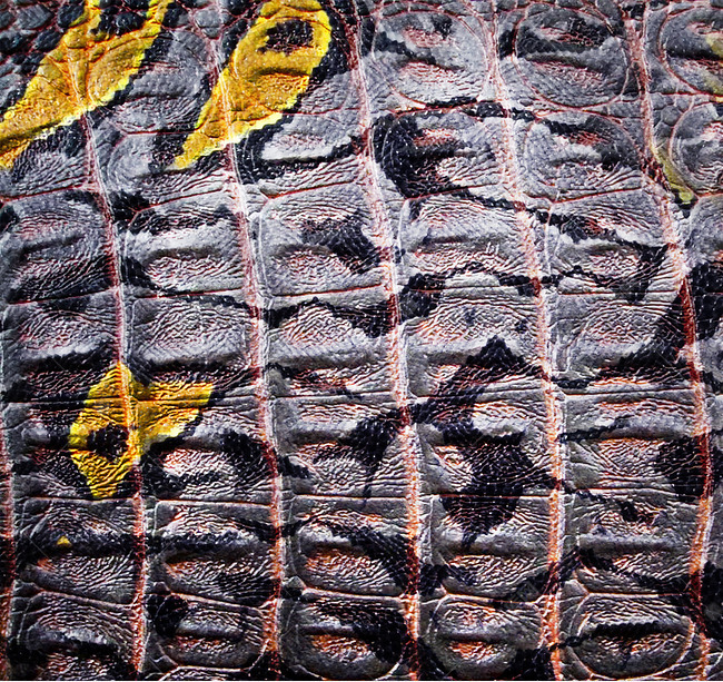 动物皮肤蟒蛇表皮