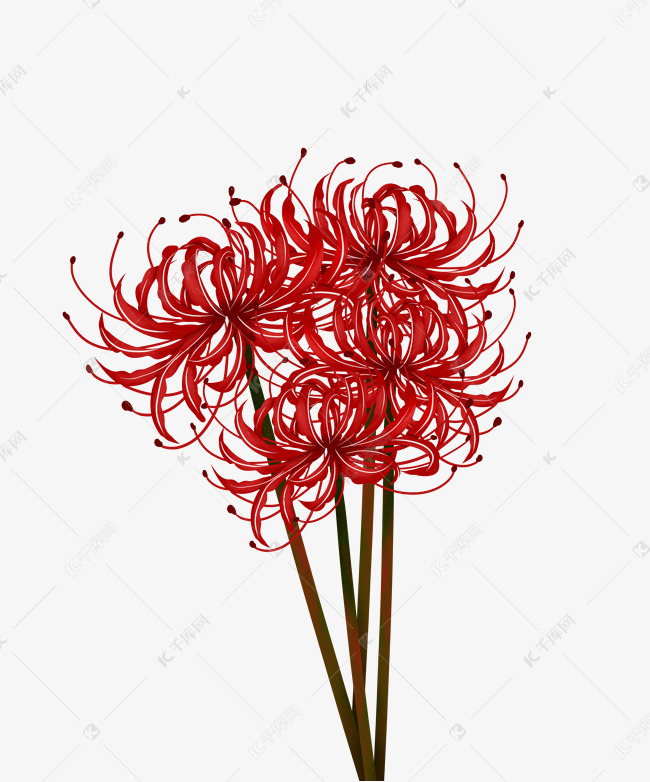 红花彼岸花手绘插画