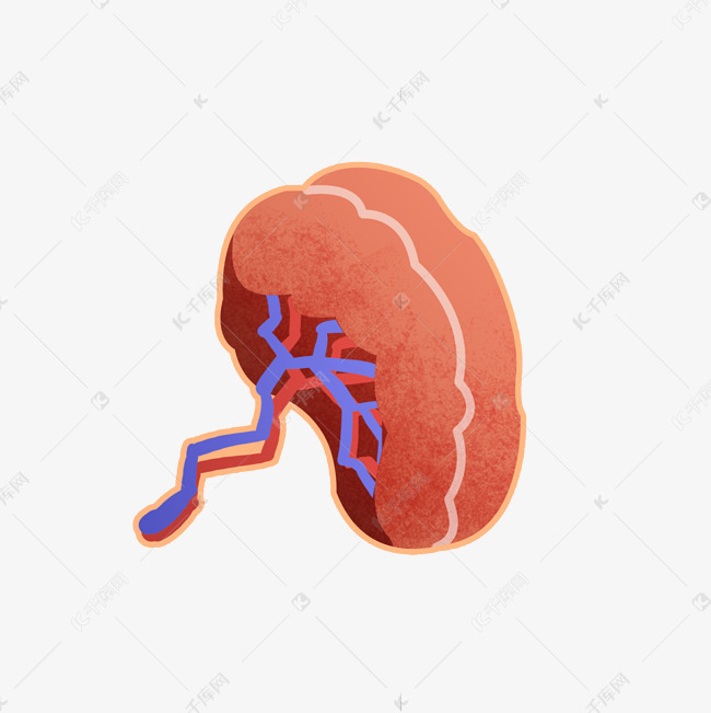 手绘人体器官脾脏