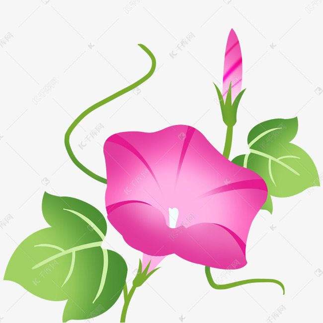 牵牛花植物花卉