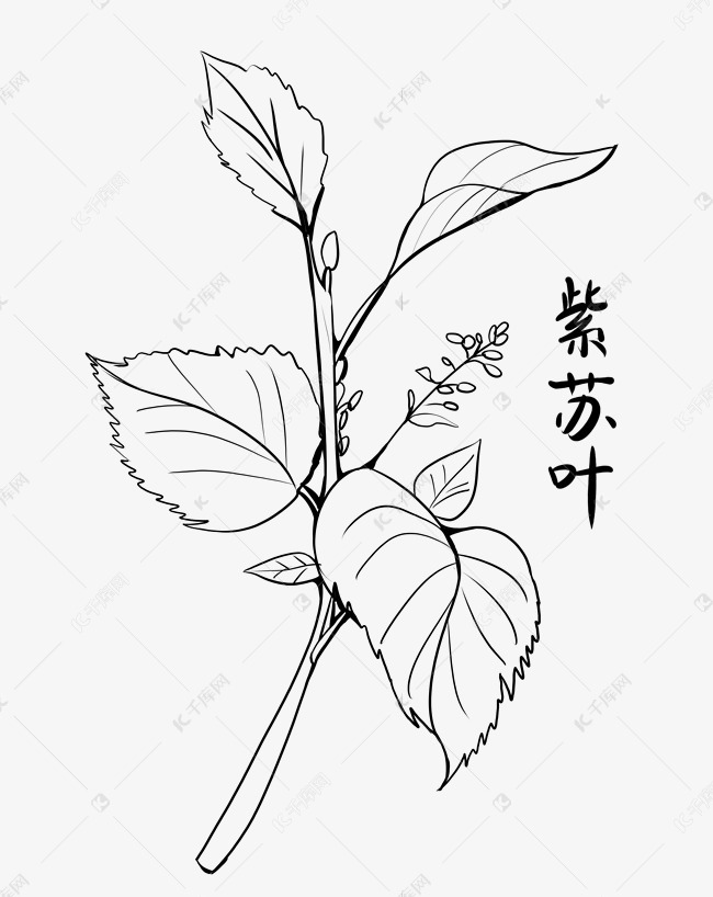 中草药紫苏叶