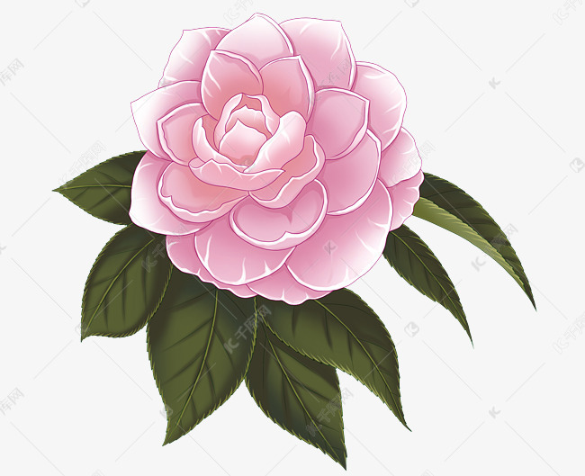 一束鲜花山茶花
