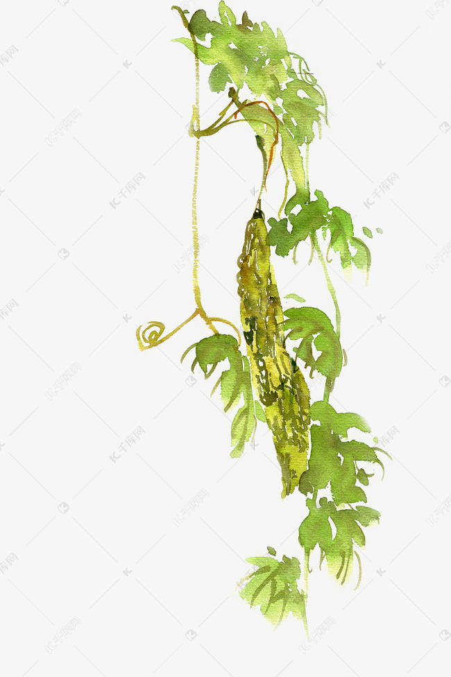 水彩画墙上的苦瓜