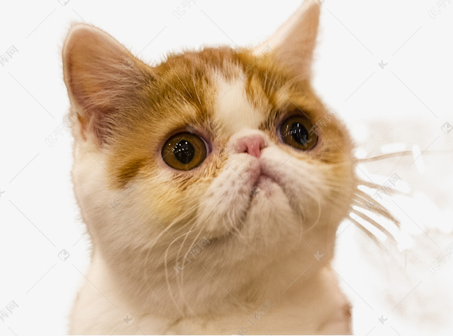 一脸好奇的加菲猫