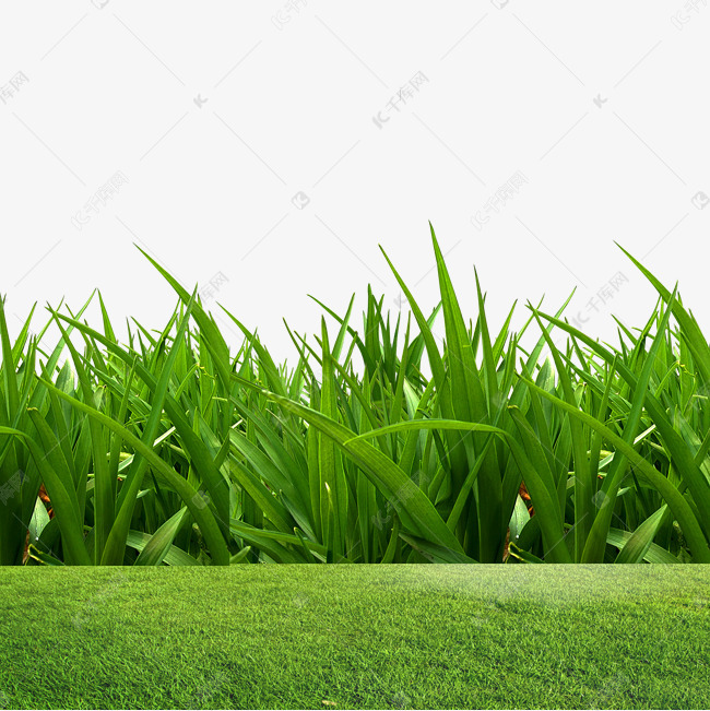 绿色草丛草坪