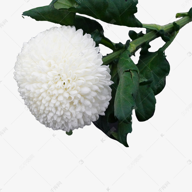 白色绣球菊花枝素材2019-11-06发布,千库图片素材频道为白色绣球菊花