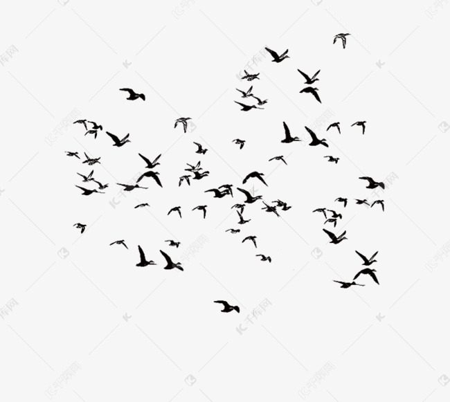 飞鸟鸟群动物
