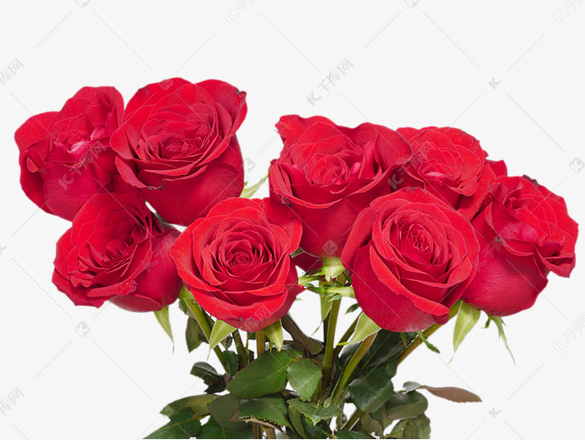 红玫瑰红色花朵素材图片免费下载 高清免抠摄影psd 千库网 图片编号