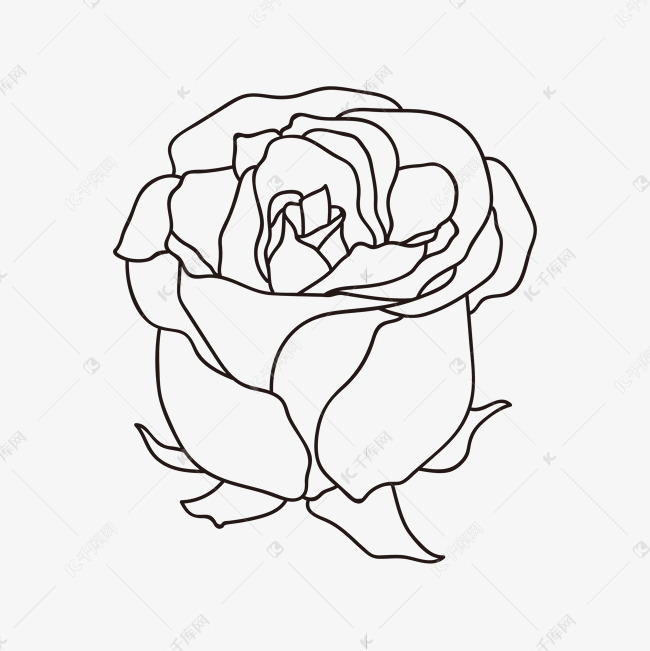 黑色线描玫瑰花