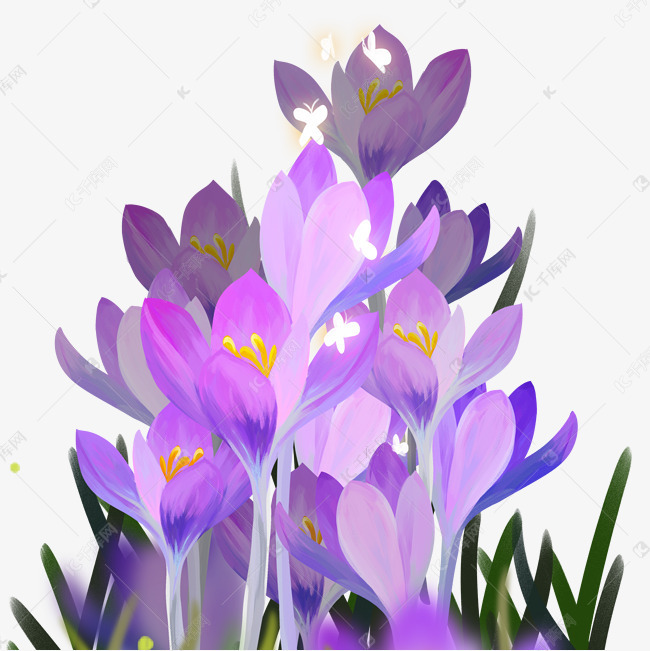 紫水仙花朵素材图片免费下载 高清装饰图案psd 千库网 图片编号