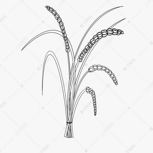 线稿麦穗