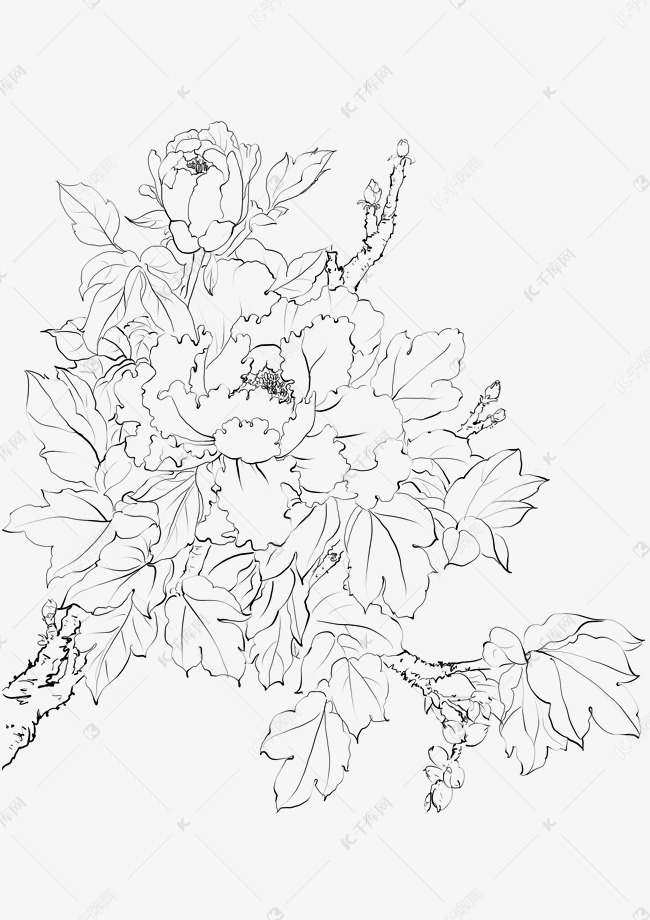 线描工笔花牡丹素材图片免费下载-千库网
