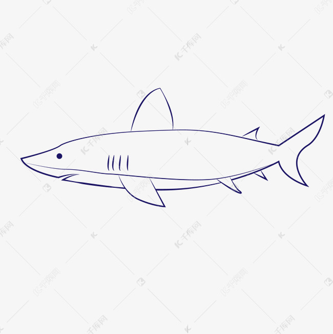 线描鲨鱼