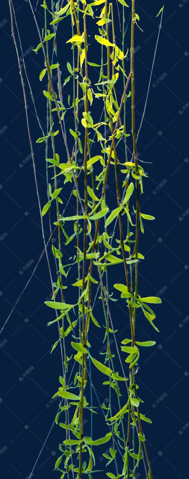 垂下的绿色柳条