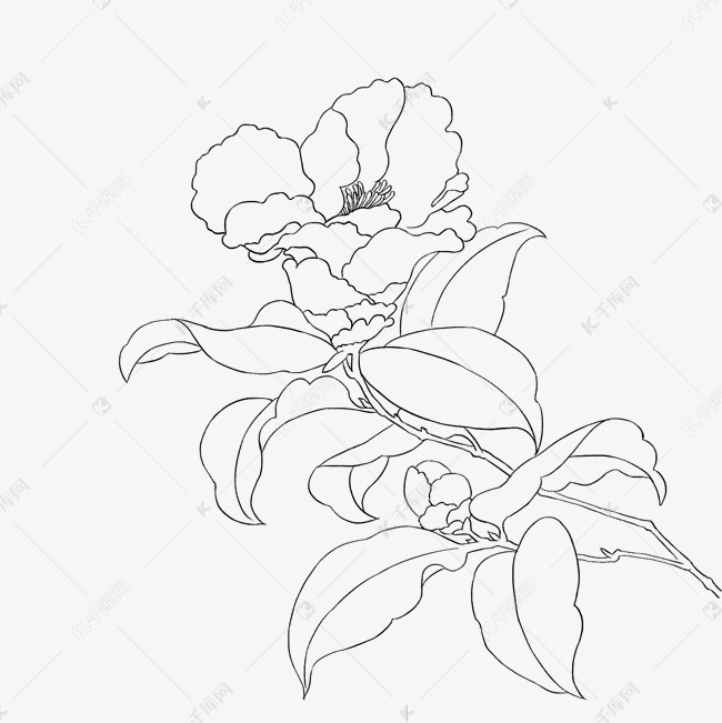 山茶花国画白描线稿
