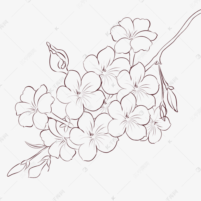 线描花枝花开迎春花