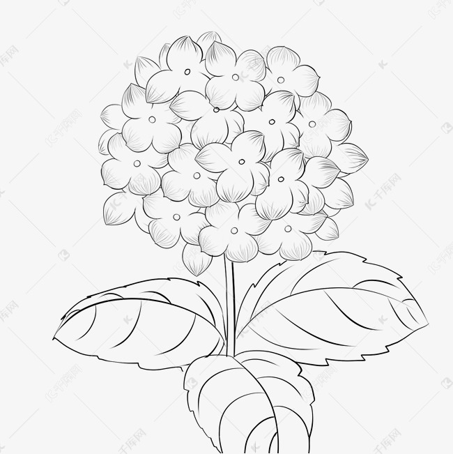 线描绣球花花开