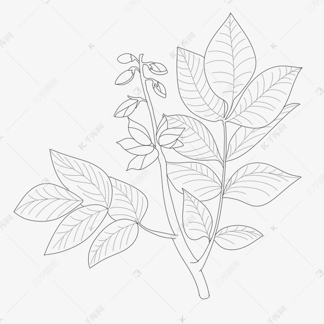 线描草药药材鸡血藤