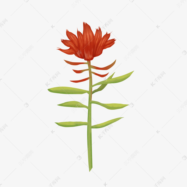 植物药材红景天