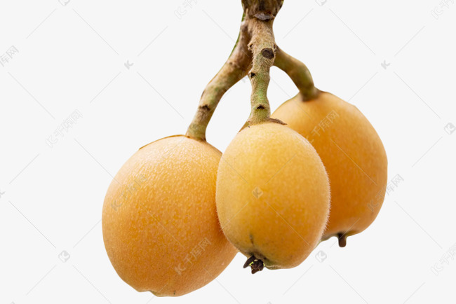 枇杷枇杷梗