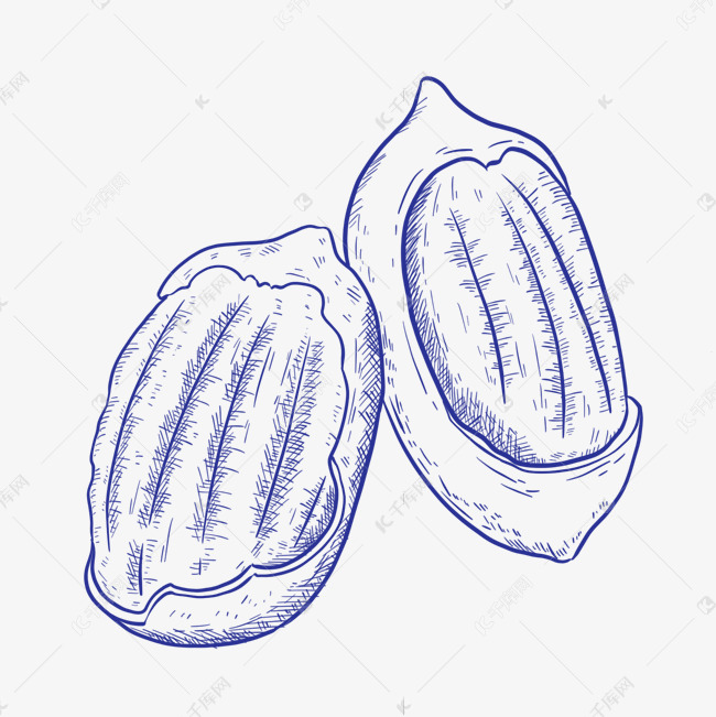 蓝色线描坚果核桃