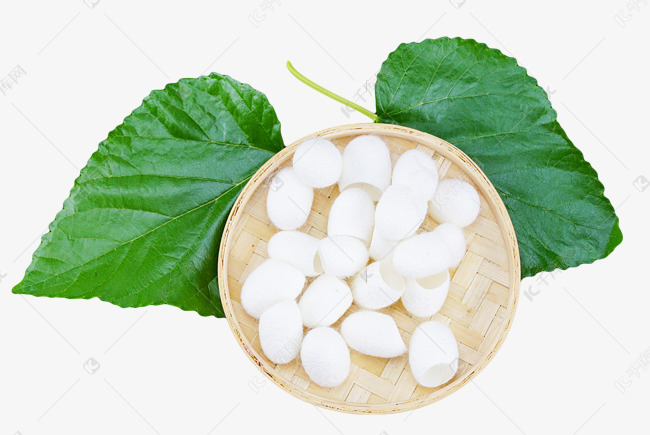 丝绸材料白色蚕茧叶子