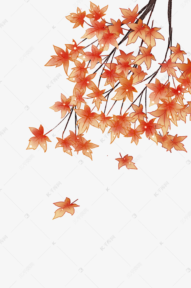 枫树花枝素材图片免费下载-千库网