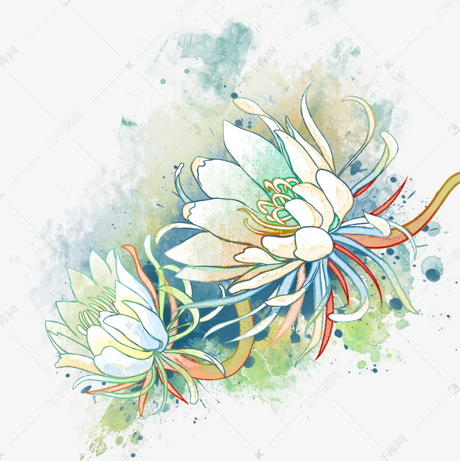 秋天昙花