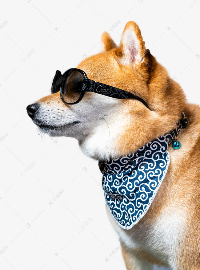 日本柴犬侧面素材图片免费下载 高清免抠摄影png 千库网 图片编号