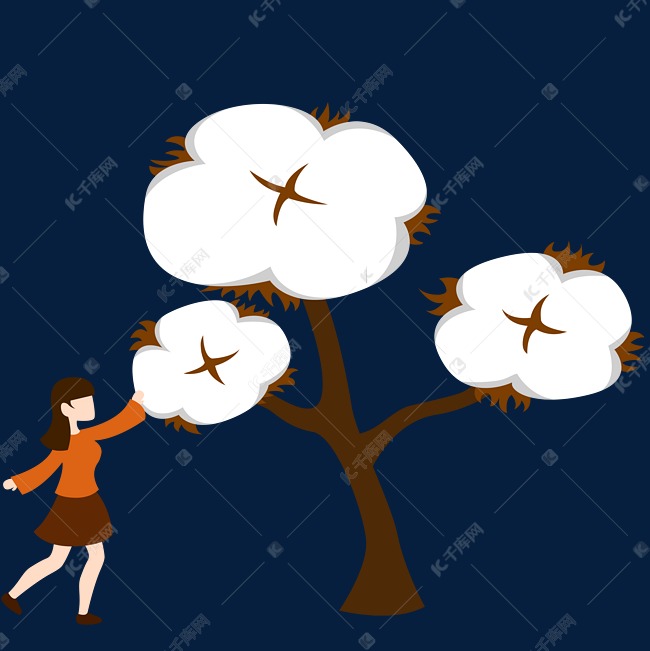 寒露采摘棉花女孩