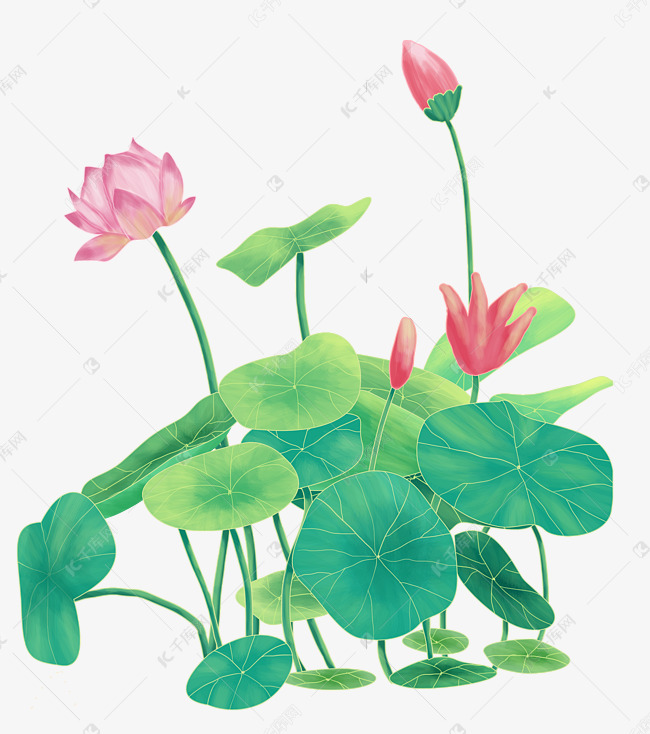 中国风古风荷花荷叶