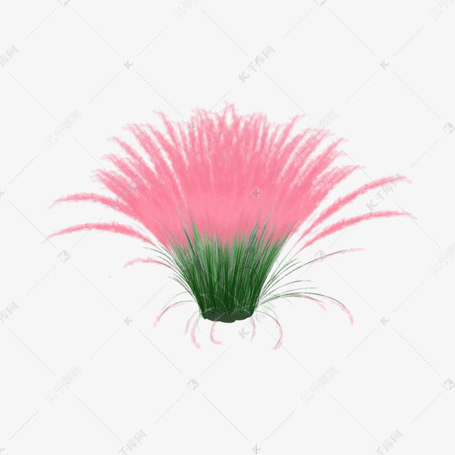 粉黛乱子草观赏草